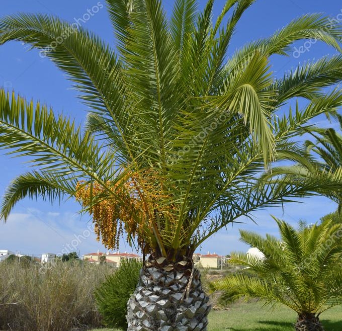 Cycad & Palm Tree Trimming